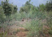 安康富硒茶有哪些品种（安康富硒茶种类）-硒宝网