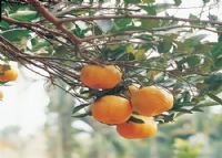 安康富硒茶有哪些品种（安康富硒茶种类）-硒宝网