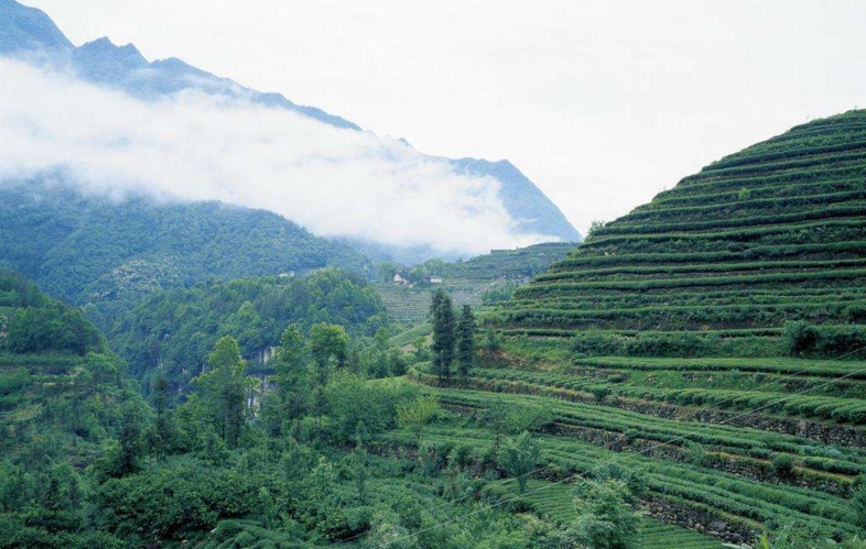 恩施醇厚的恩施富硒茶(2019恩施富硒茶)-硒宝网