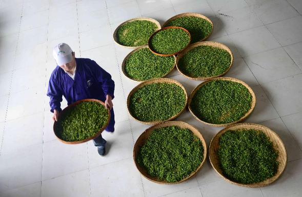 恩施醇厚的恩施富硒茶(2019恩施富硒茶)-硒宝网