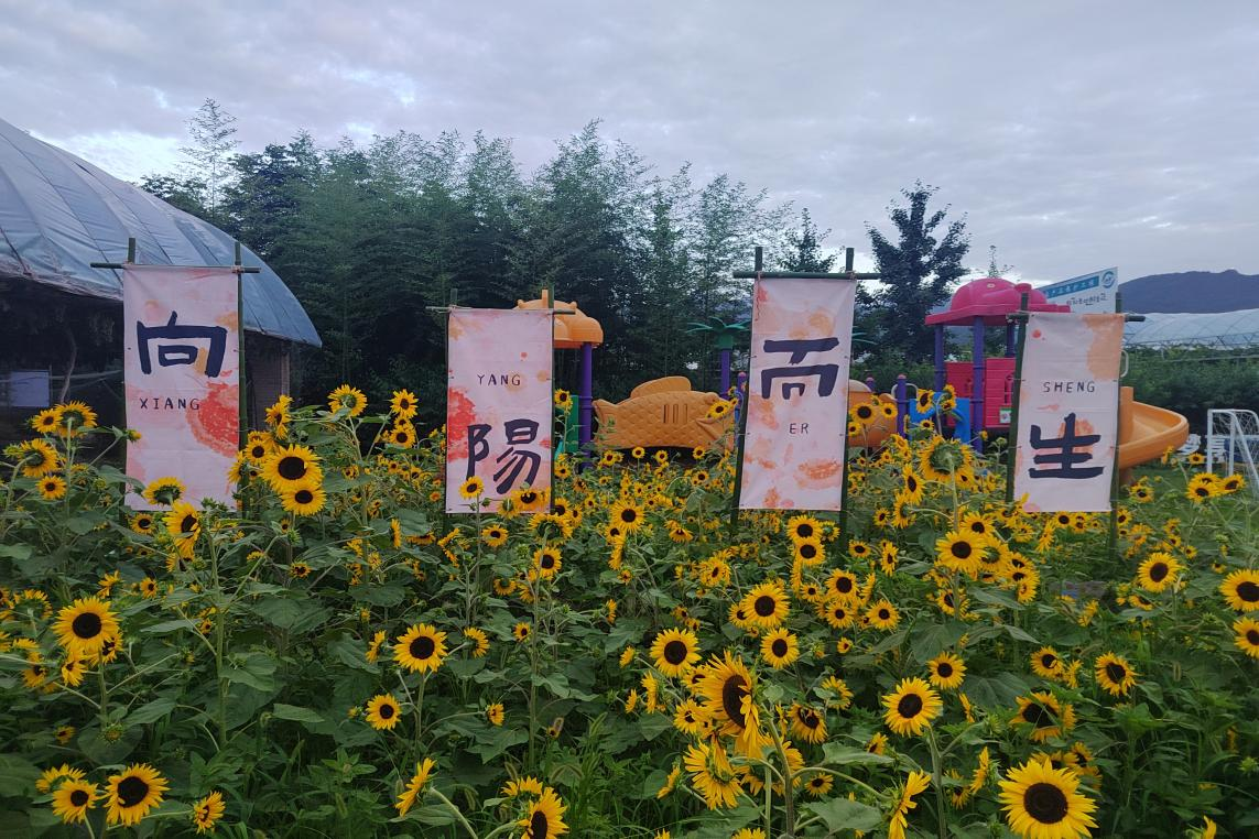 紫阳街道富硒茶年产业(紫阳富硒茶厂)-硒宝网