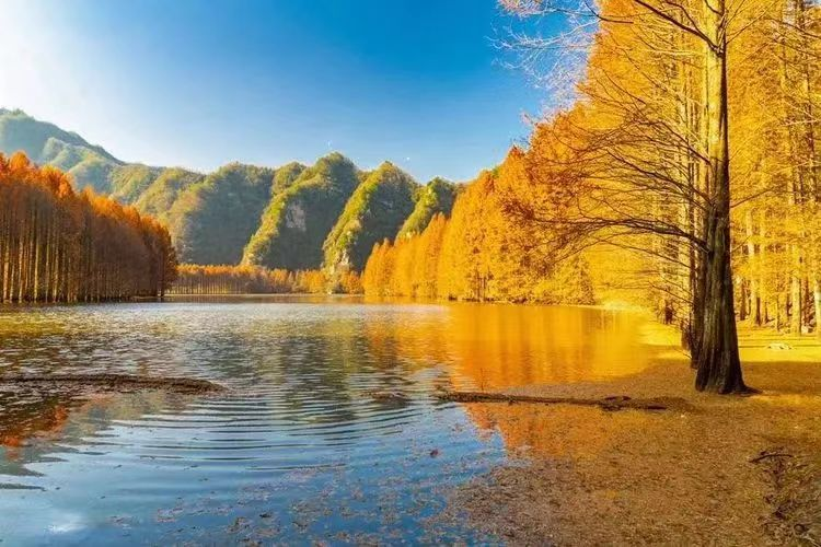 紫阳街道富硒茶年产业(紫阳富硒茶厂)-硒宝网