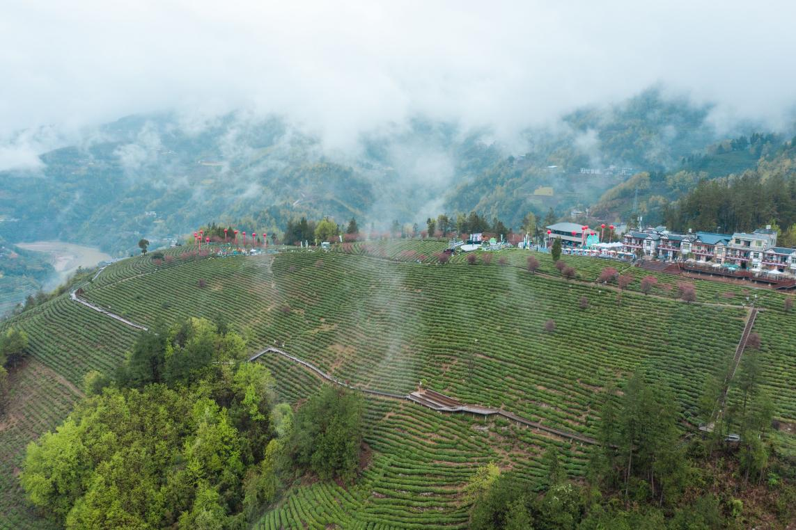 紫阳街道富硒茶年产业(紫阳富硒茶厂)-硒宝网