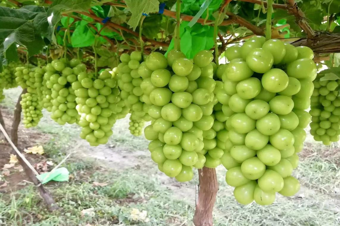 紫阳街道富硒茶年产业(紫阳富硒茶厂)-硒宝网