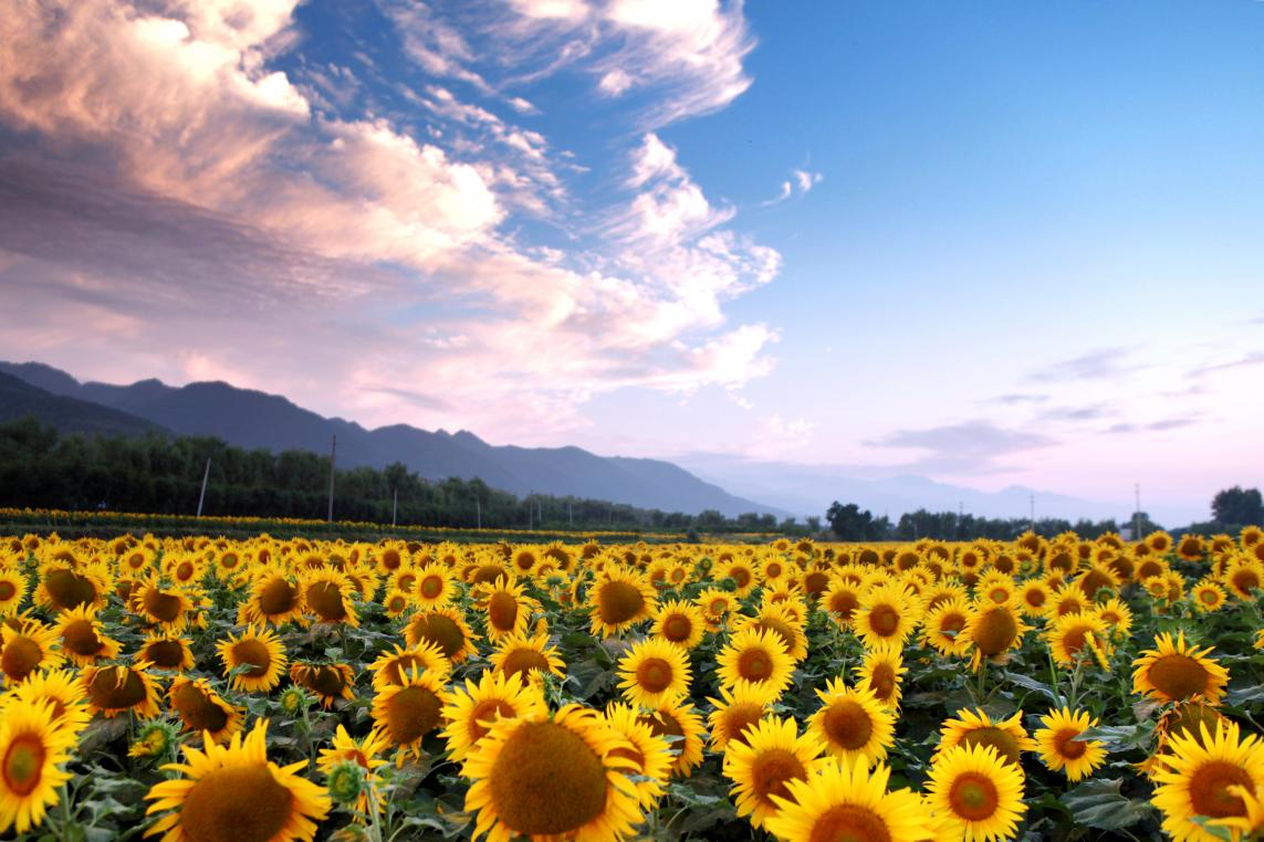 紫阳街道富硒茶年产业(紫阳富硒茶厂)-硒宝网
