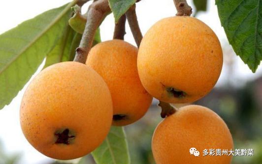 贵州哪些地方产富硒茶(贵州茶产地方富硒是什么茶)-硒宝网