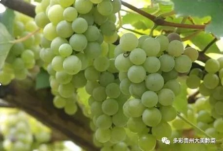 贵州哪些地方产富硒茶(贵州茶产地方富硒是什么茶)-硒宝网