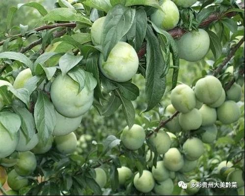 贵州哪些地方产富硒茶(贵州茶产地方富硒是什么茶)-硒宝网