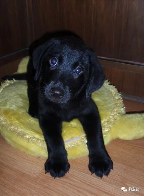 狗狗微量元素哪个牌子好(犬用微量元素品牌推荐)-硒宝网