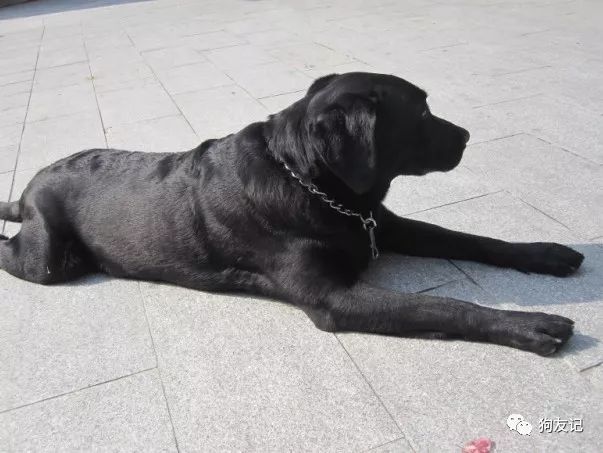 狗狗微量元素哪个牌子好(犬用微量元素品牌推荐)-硒宝网