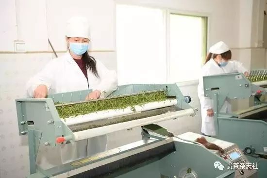 贵州哪些地方产富硒茶（贵州富硒茶多少钱一斤）-硒宝网