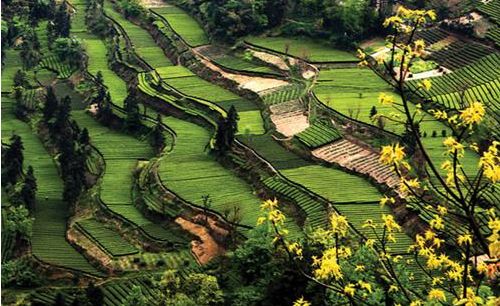 恩施州富硒茶产业集群（恩施富硒茶市场定位分析）-硒宝网