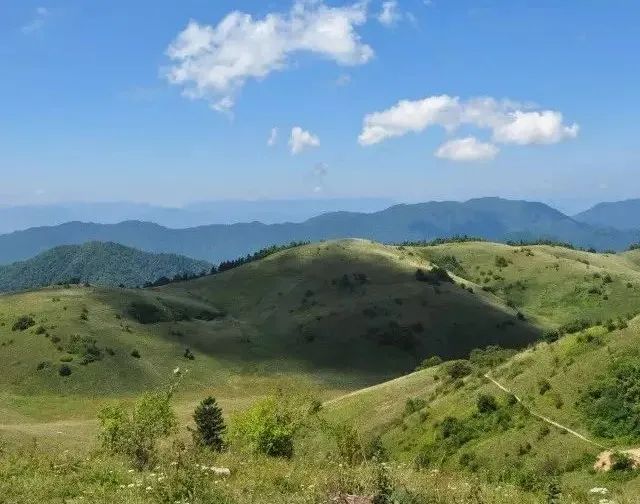 安康富硒茶名气大不大(安康富硒茶属于什么茶)-硒宝网