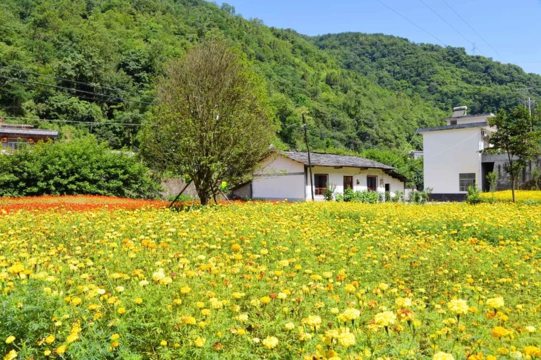 安康富硒茶名气大不大(安康富硒茶属于什么茶)-硒宝网