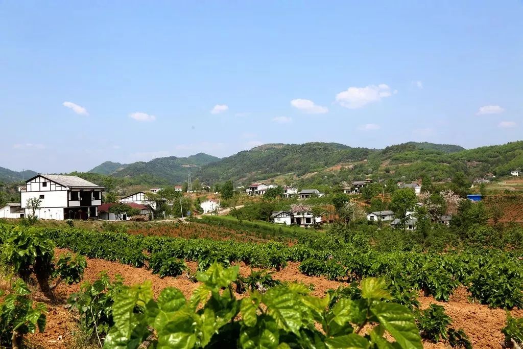 安康富硒茶名气大不大(安康富硒茶属于什么茶)-硒宝网