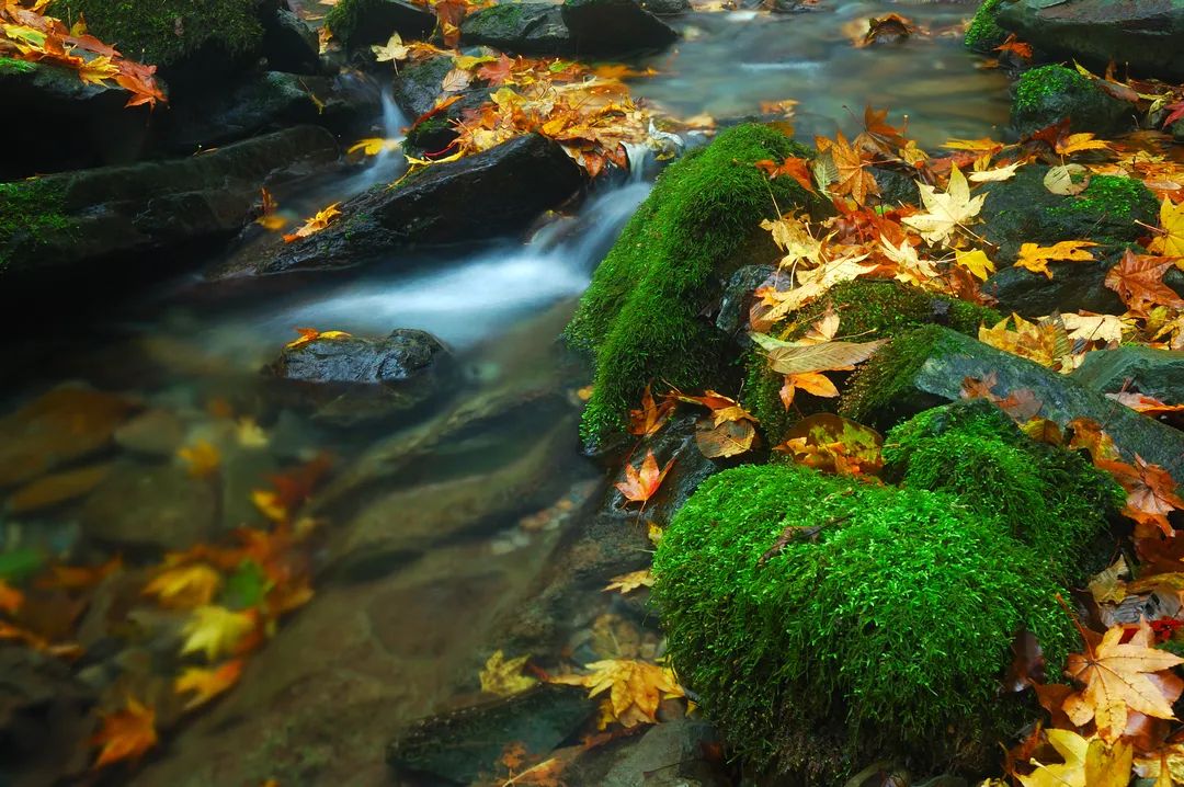 安康富硒茶名气大不大(安康富硒茶属于什么茶)-硒宝网