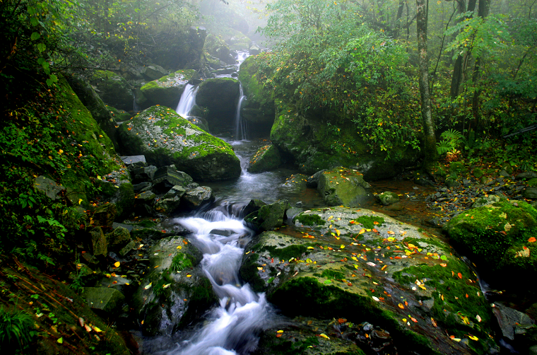 安康富硒茶名气大不大(安康富硒茶属于什么茶)-硒宝网