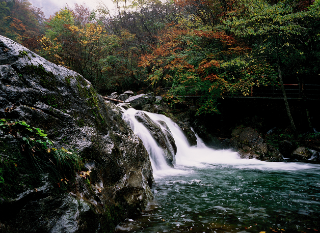 安康富硒茶名气大不大(安康富硒茶属于什么茶)-硒宝网