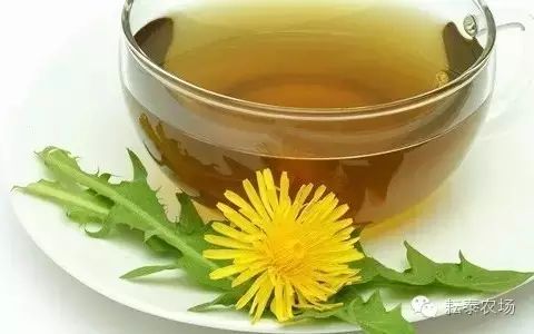 富硒茶喝了容易拉肚子(喝茶拉肚子是排油吗)-硒宝网