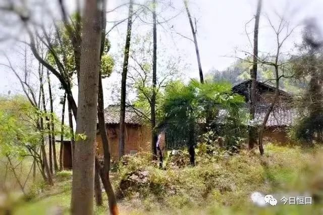 安康富硒茶名气大不大（安康富硒茶最古老的茶）-硒宝网