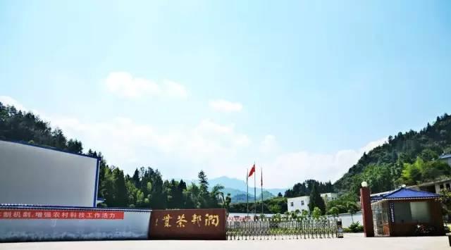 湖南富硒茶玉露多少钱（玉露富硒茶多少钱）-硒宝网