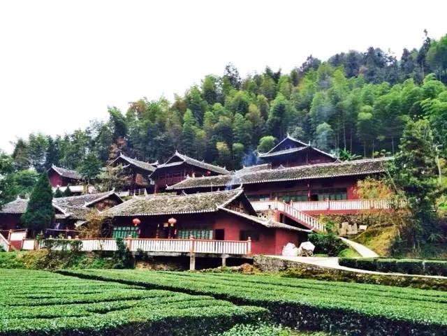 湖南富硒茶玉露多少钱（玉露富硒茶多少钱）-硒宝网