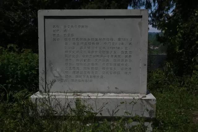 湖南富硒茶玉露多少钱（玉露富硒茶多少钱）-硒宝网