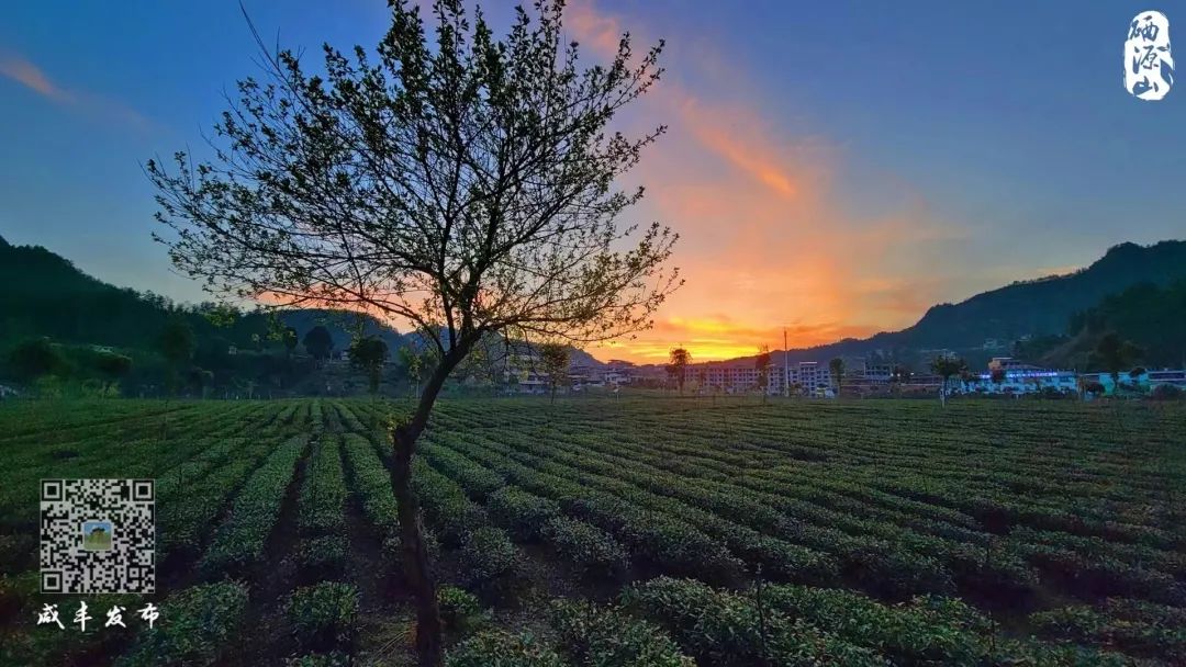 江苏恩施富硒茶加工厂（恩施富硒茶市场定位分析）-硒宝网