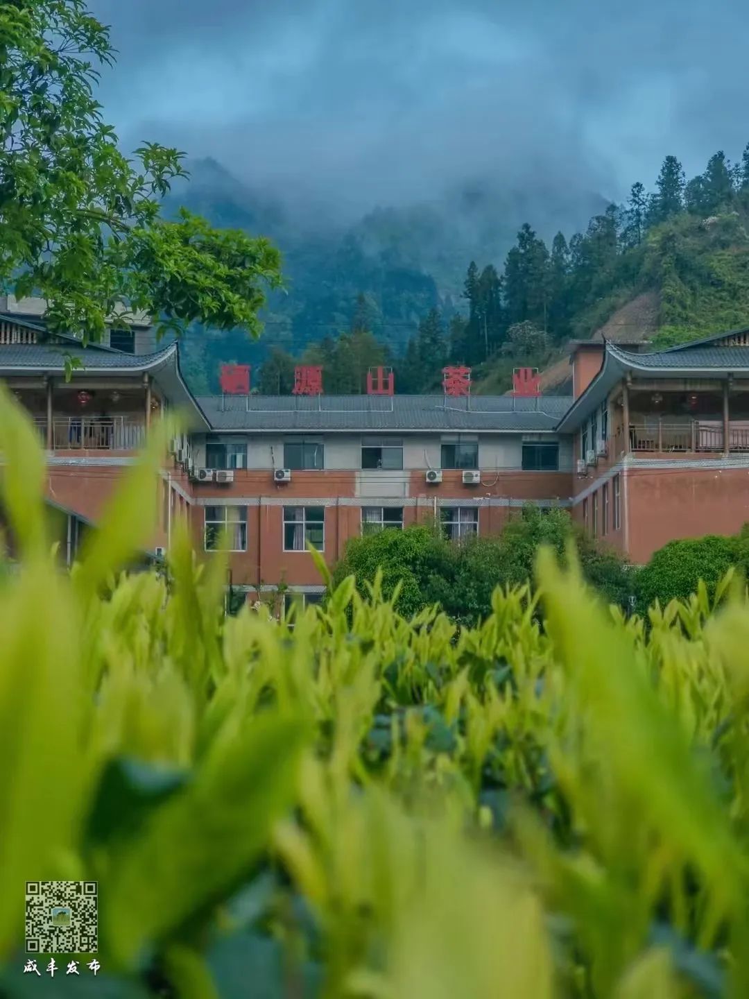 江苏恩施富硒茶加工厂（恩施富硒茶市场定位分析）-硒宝网