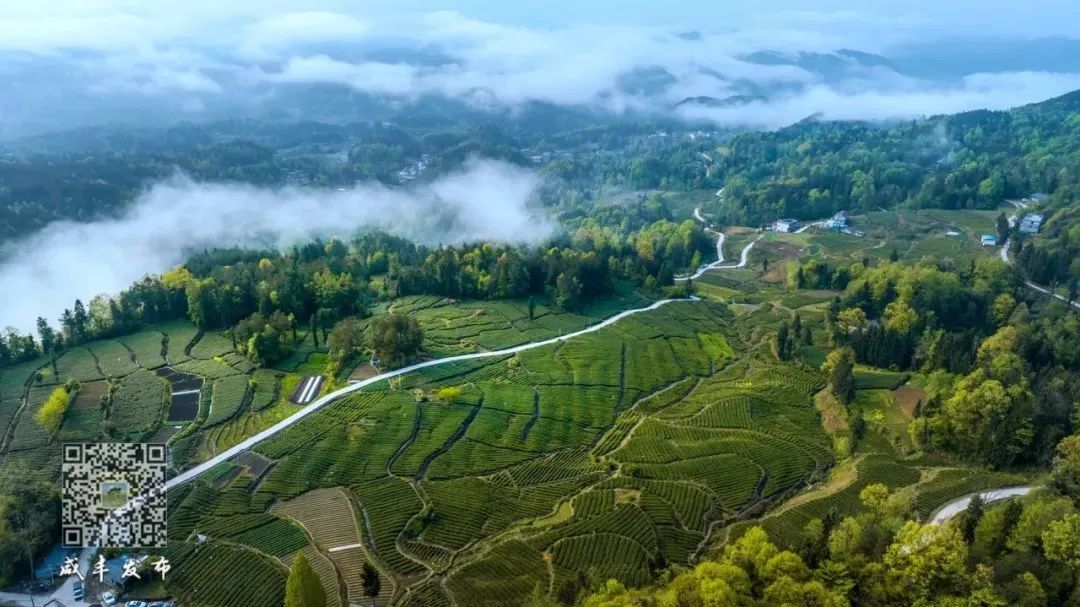 江苏恩施富硒茶加工厂（恩施富硒茶市场定位分析）-硒宝网