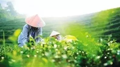 湖北恩施芳都尚富硒茶（恩施富硒新茶）-硒宝网