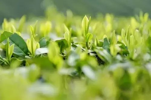 湖北恩施芳都尚富硒茶（恩施富硒新茶）-硒宝网