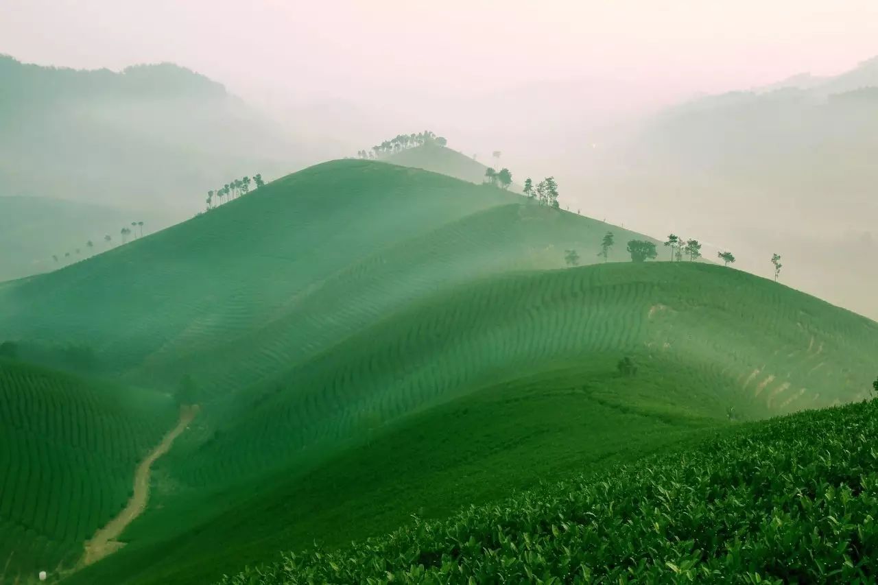 湖北恩施芳都尚富硒茶（恩施富硒新茶）-硒宝网