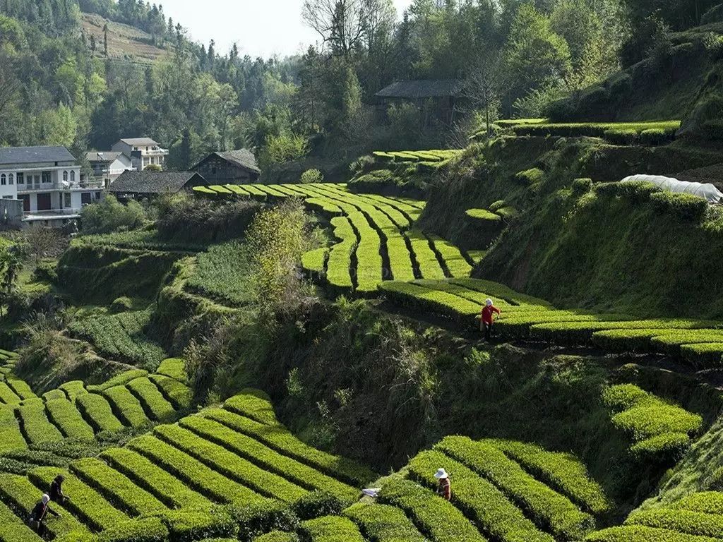 湖北恩施芳都尚富硒茶（恩施富硒新茶）-硒宝网