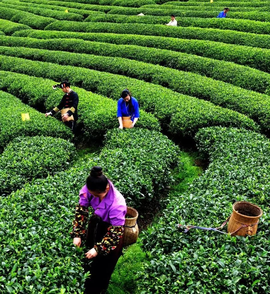 湖北恩施芳都尚富硒茶（恩施富硒新茶）-硒宝网