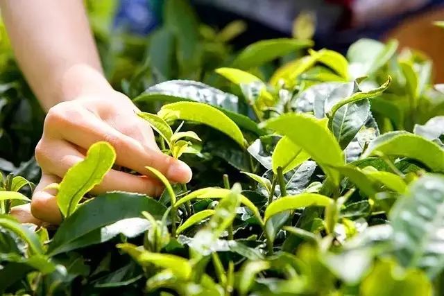 湖北恩施芳都尚富硒茶（恩施富硒新茶）-硒宝网