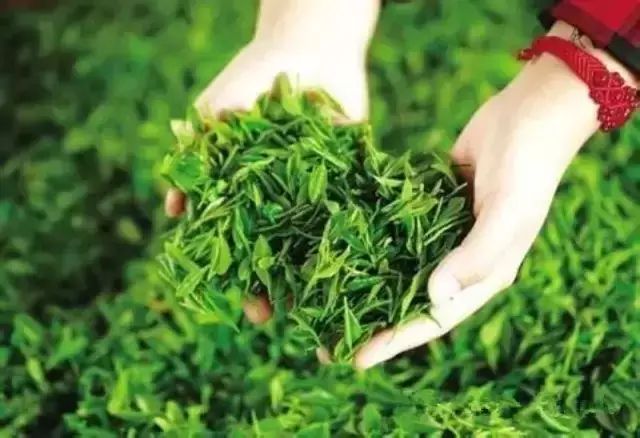 湖北恩施芳都尚富硒茶（恩施富硒新茶）-硒宝网