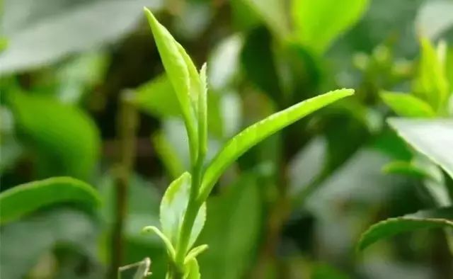 湖北恩施芳都尚富硒茶（恩施富硒新茶）-硒宝网