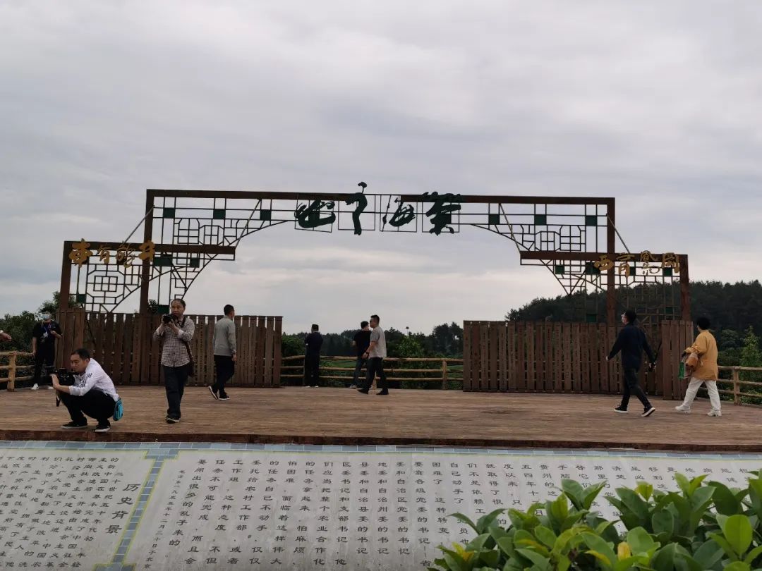 凤冈茶凤冈富锌富硒茶（凤冈锌硒富硒茶）-硒宝网