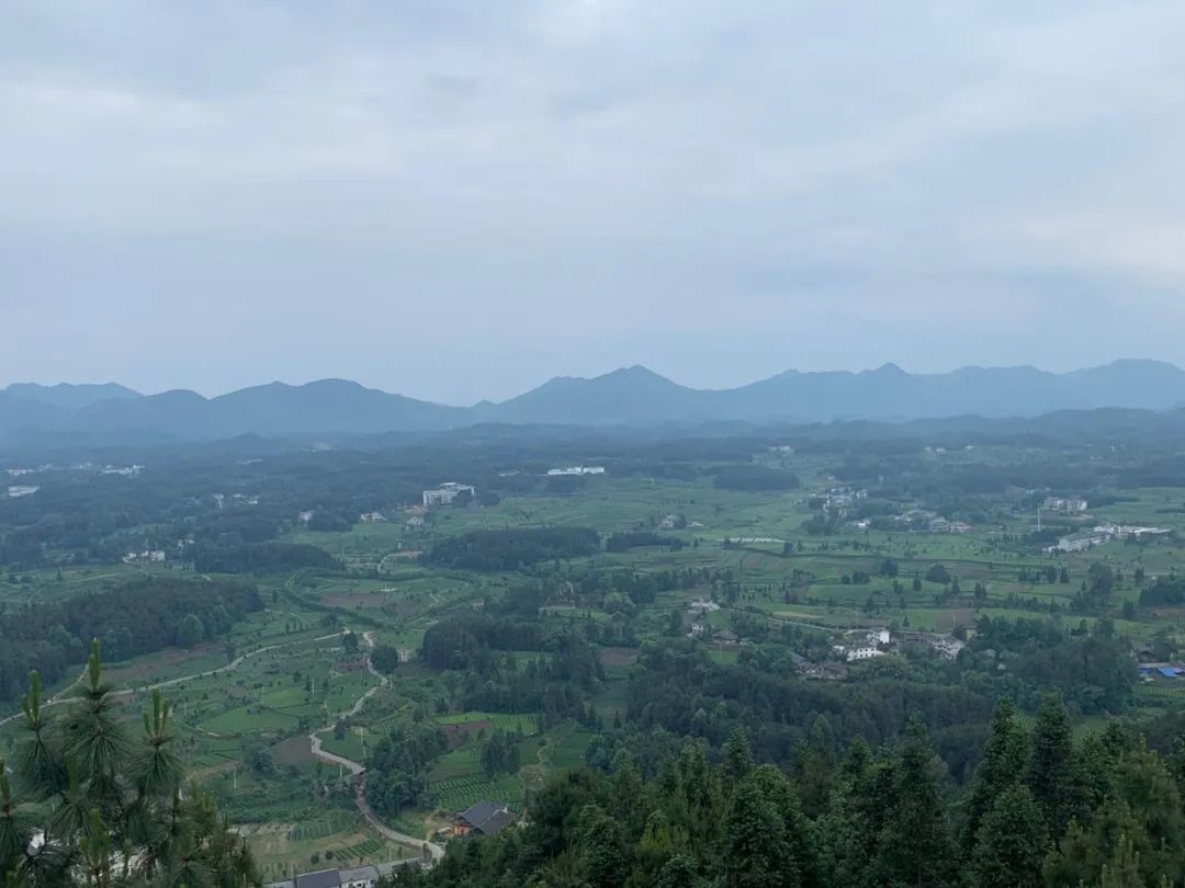 凤冈茶凤冈富锌富硒茶（凤冈锌硒富硒茶）-硒宝网