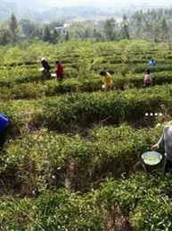 紫阳富硒茶硒含量标准(紫阳富硒茶含硒量多少)-硒宝网