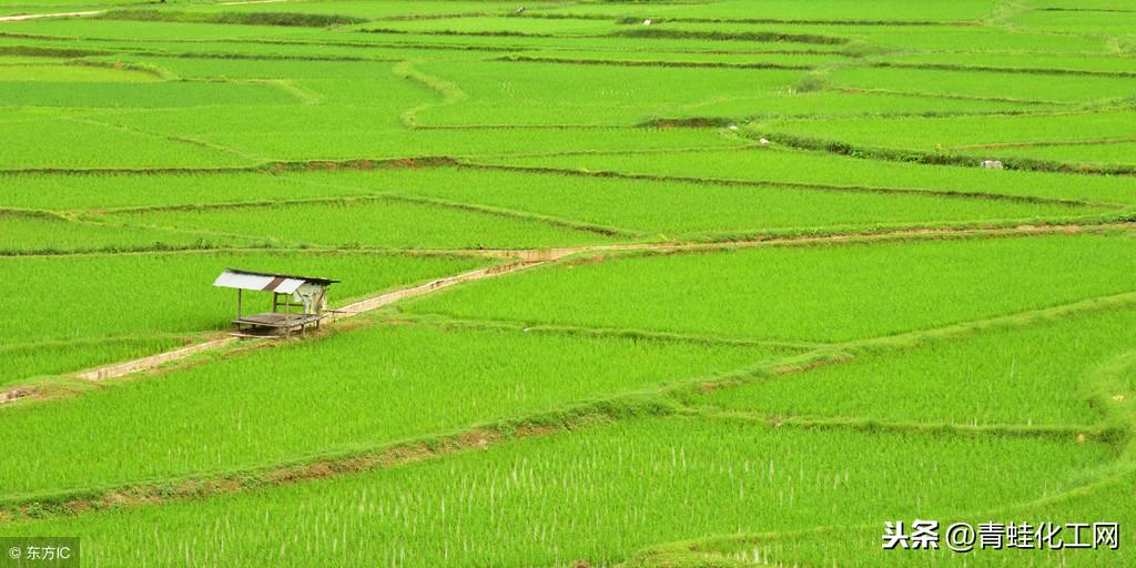 富硒茶硒含量广西标准(富硒茶的硒含量标准)-硒宝网