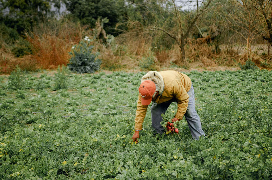 富硒茶没有标注硒含量(富硒茶含硒量是多少)-硒宝网