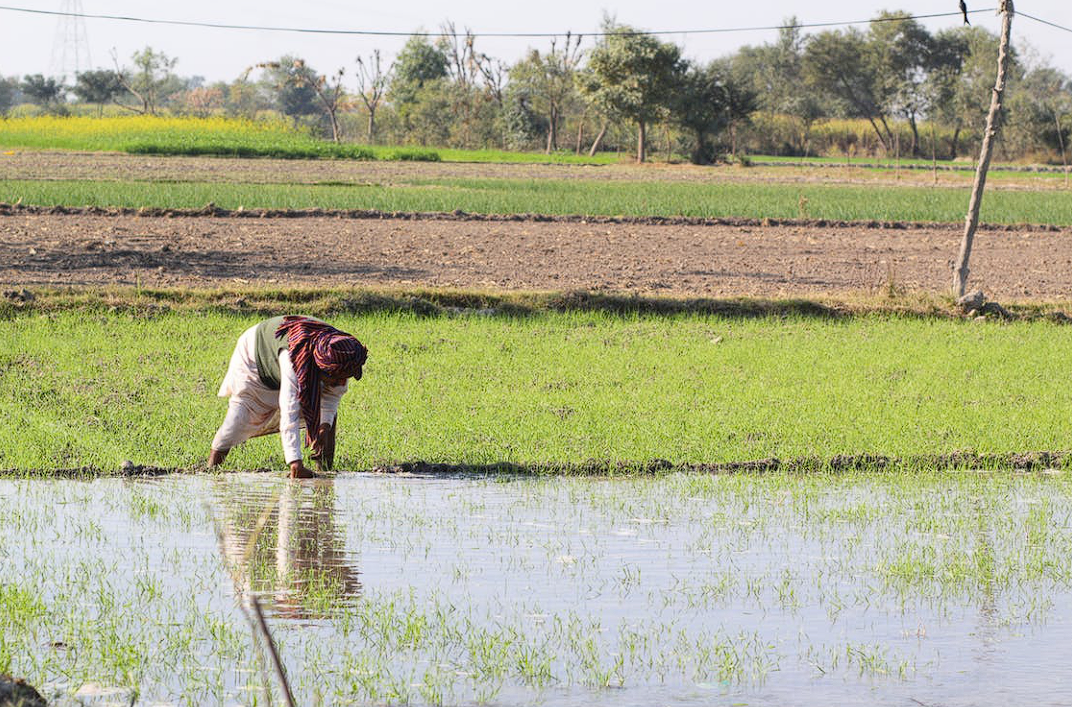 富硒茶没有标注硒含量(富硒茶含硒量是多少)-硒宝网