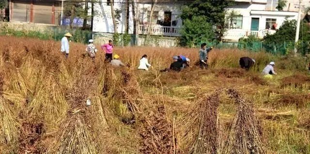 富硒茶没有标注硒含量（茶叶中硒含量）-硒宝网
