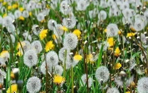 富硒蒲公英茶是什么茶（蒲公英有硒含量吗）-硒宝网