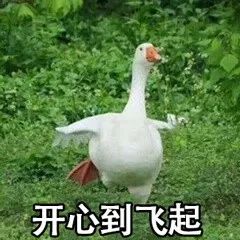 硒沁情有机富硒茶白茶(沁茶官网)-硒宝网