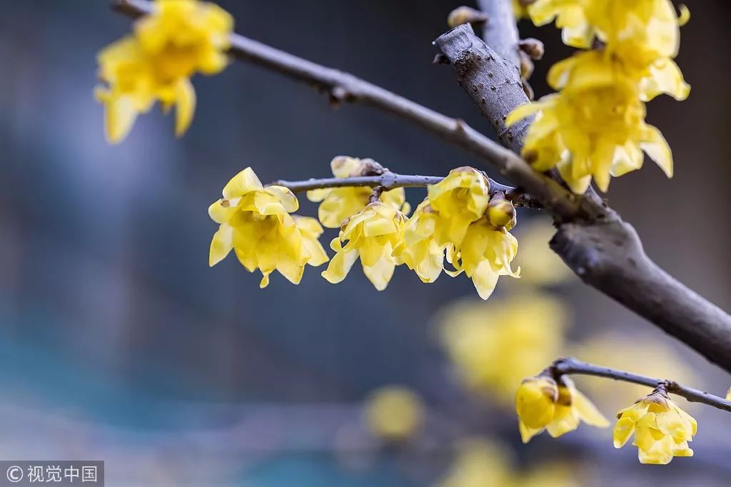 硒沁情有机富硒茶白茶(沁茶官网)-硒宝网