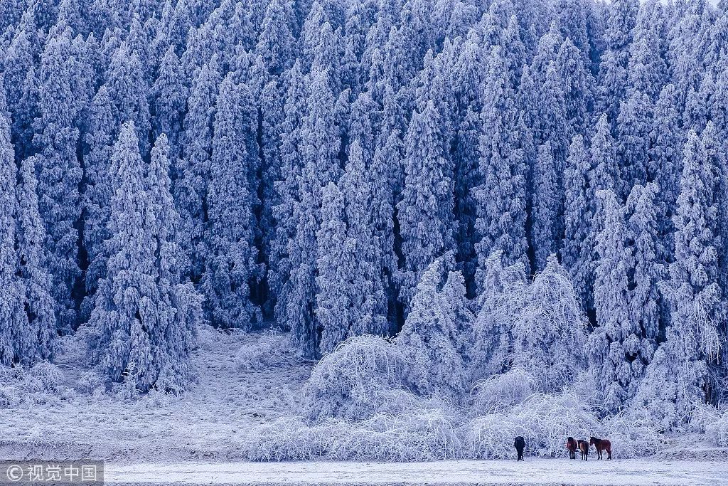 硒沁情有机富硒茶白茶(沁茶官网)-硒宝网