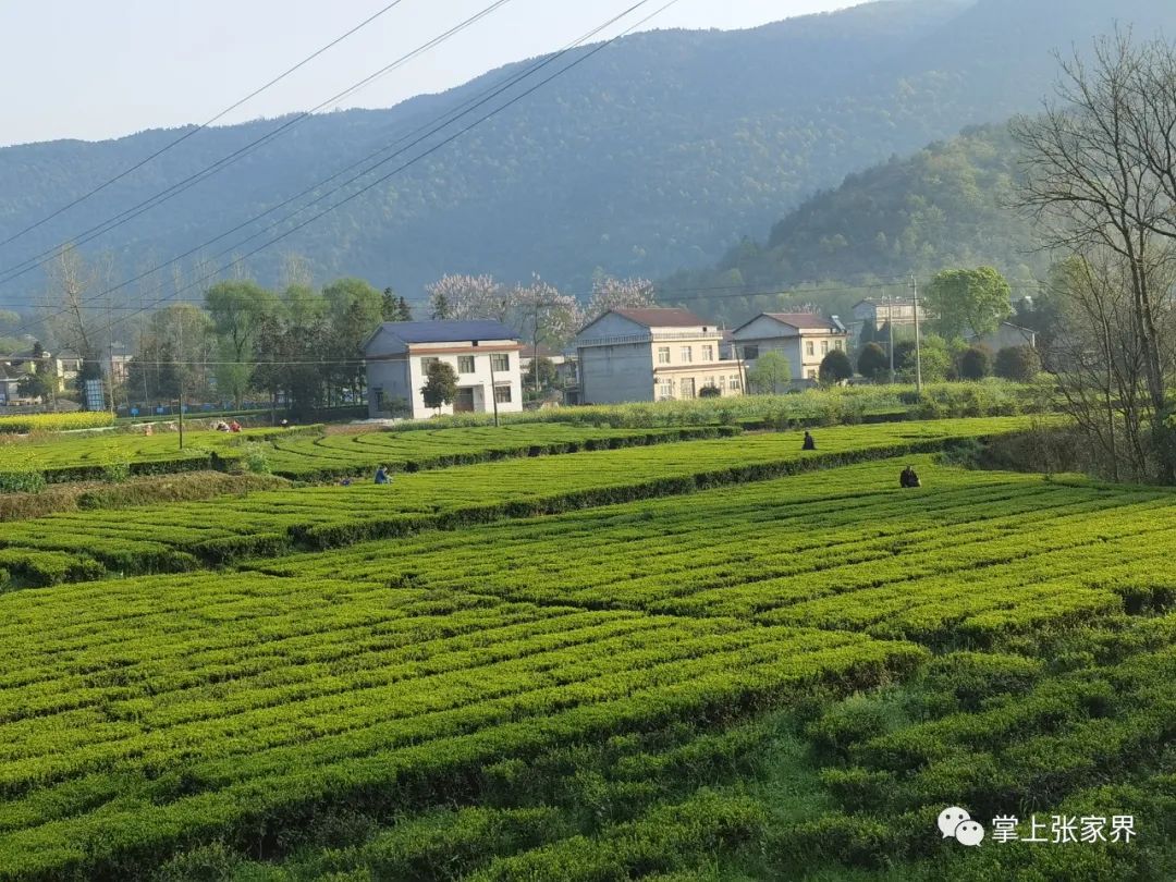 硒沁情有机富硒茶白茶(硒沁情绿茶)-硒宝网